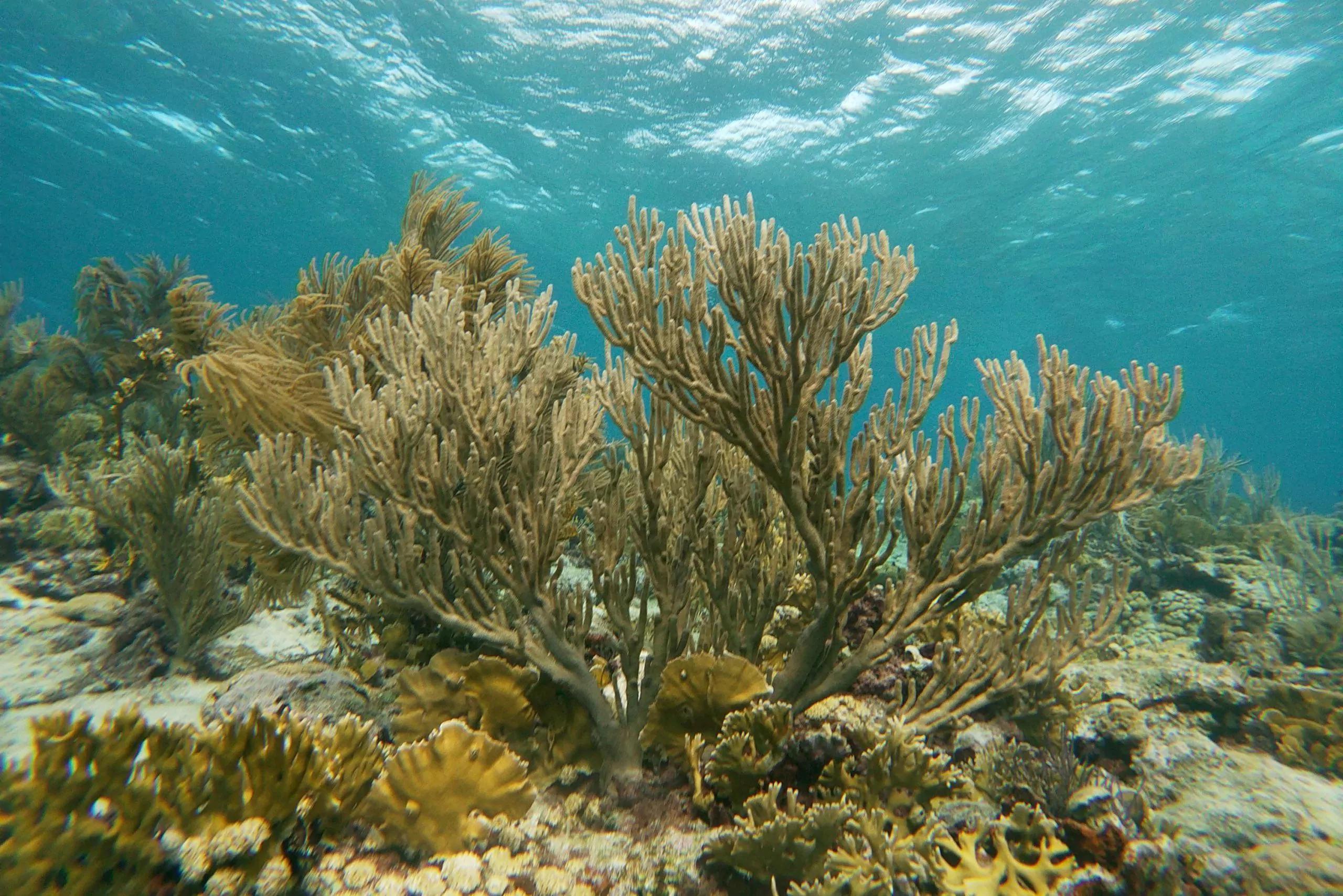 Aruba — reef and water reference.